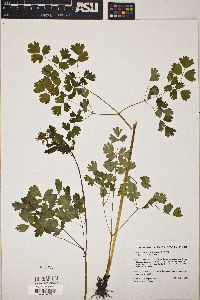 Thalictrum occidentale image