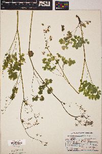 Thalictrum occidentale image