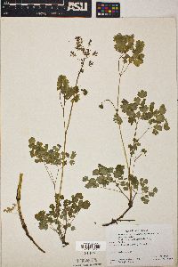 Thalictrum occidentale image