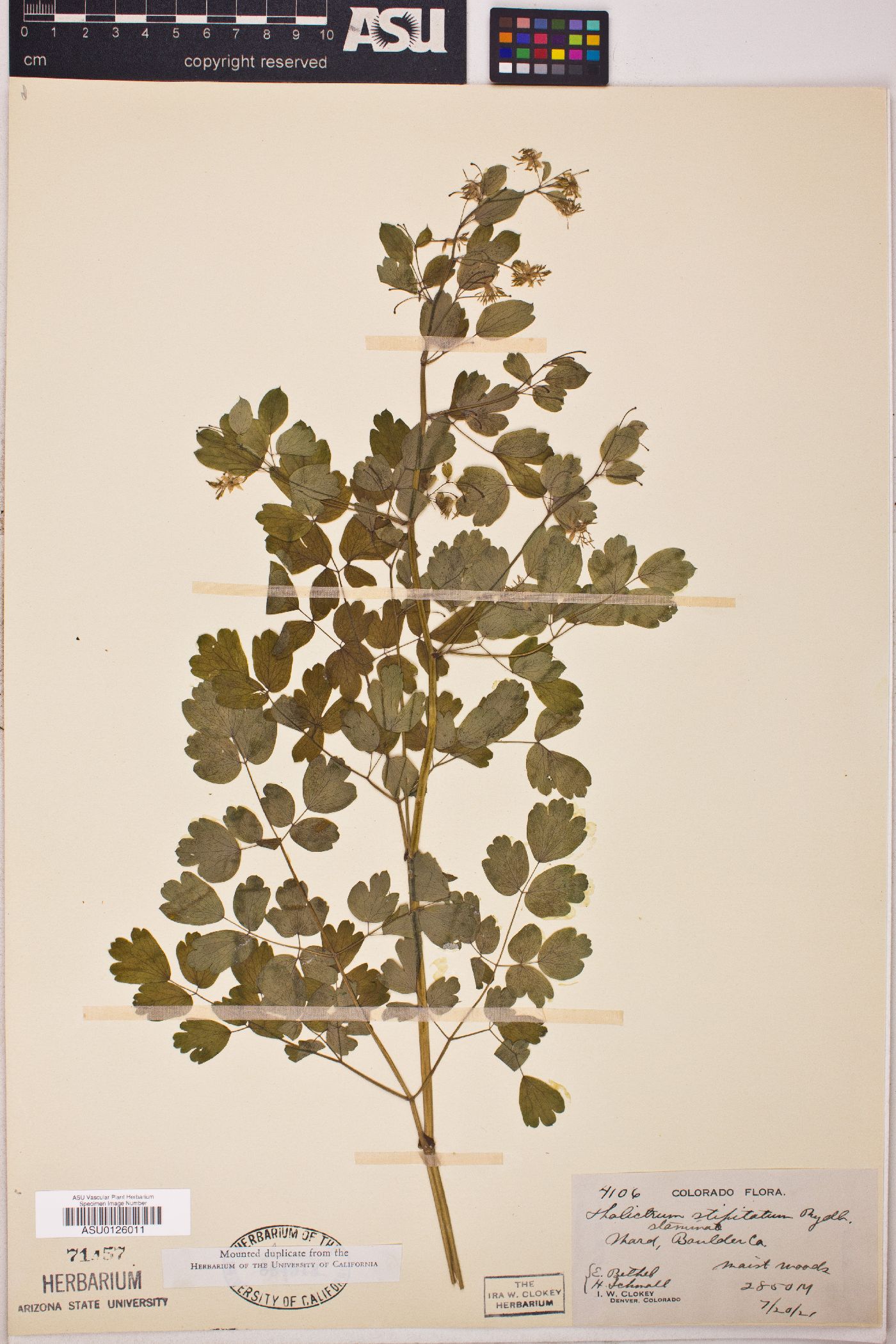 Thalictrum gibbosum image