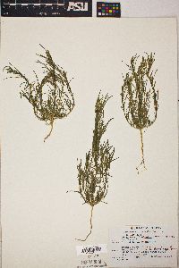 Oligomeris linifolia image