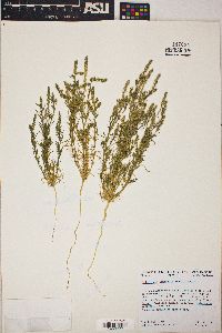 Oligomeris linifolia image