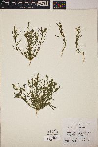 Oligomeris linifolia image