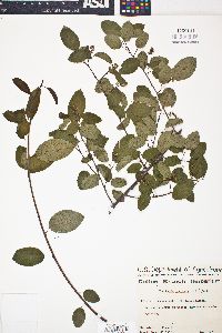 Berchemia scandens image