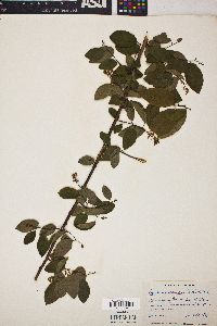 Berchemia scandens image