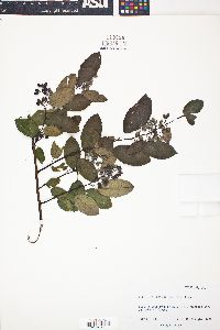 Berchemia scandens image