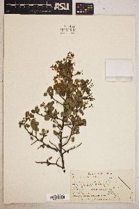 Ceanothus cordulatus image