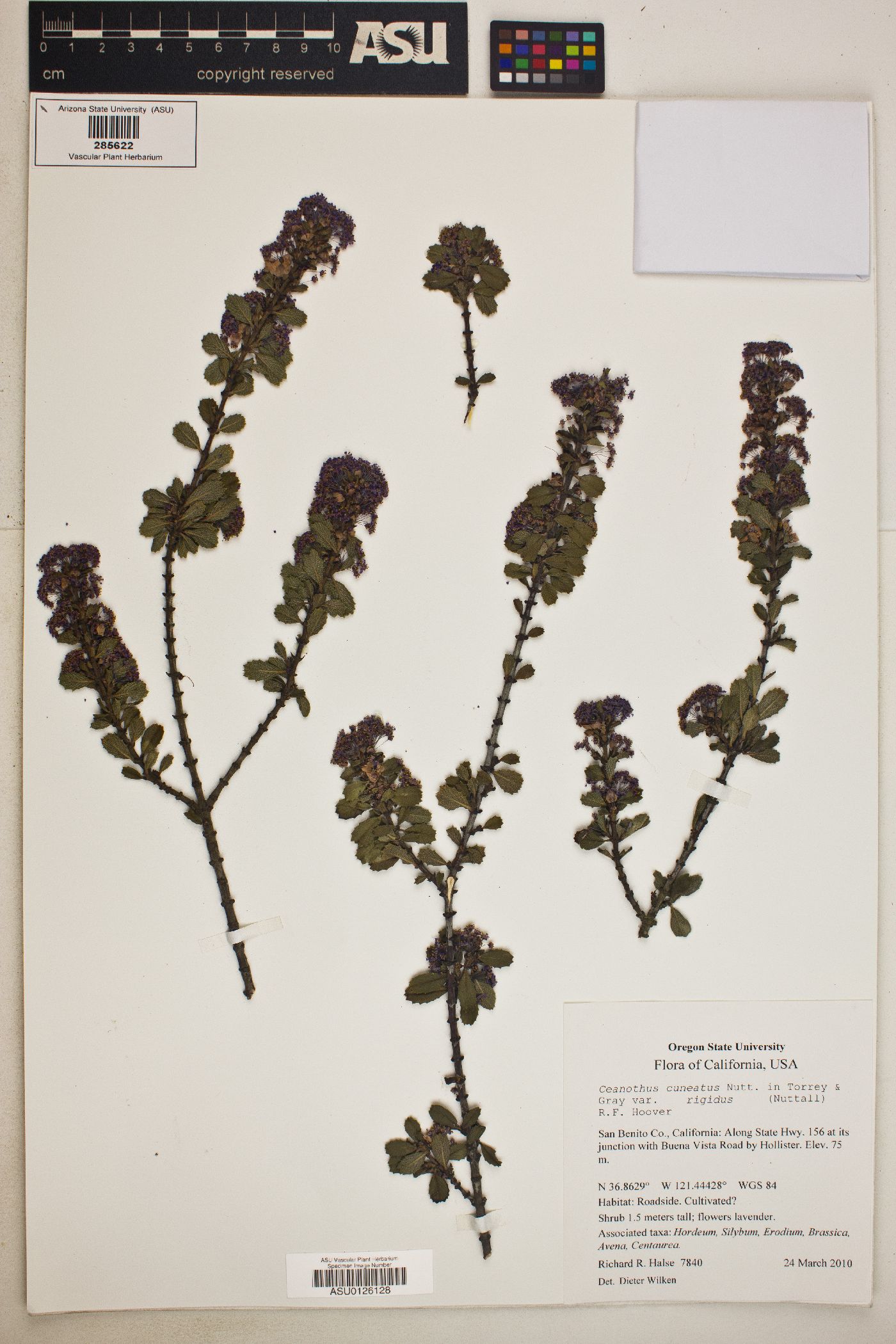 Ceanothus cuneatus var. rigidus image