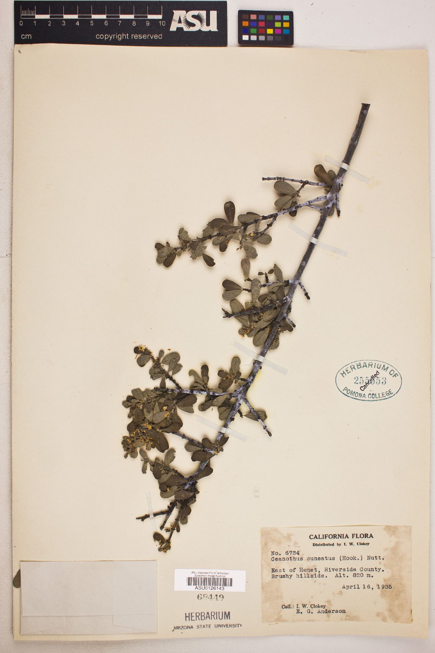 Ceanothus cuneatus image