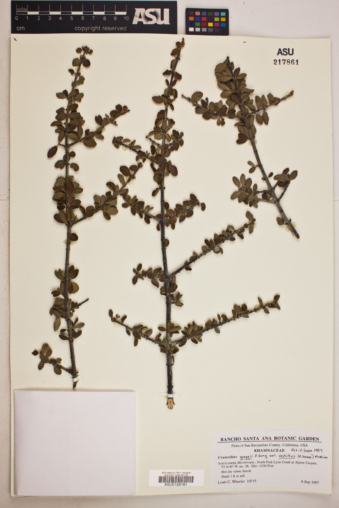 Ceanothus greggii var. vestitus image