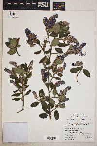 Ceanothus griseus image