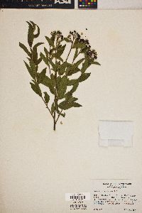 Ceanothus herbaceus image