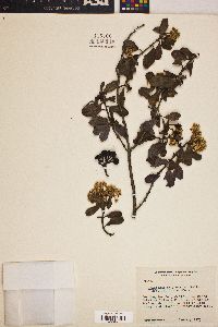 Ceanothus megacarpus subsp. insularis image