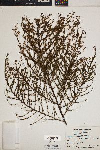 Ceanothus microphyllus image