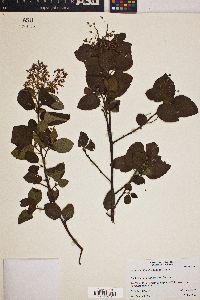 Ceanothus oliganthus image