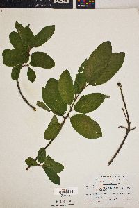 Rhamnus betulaefolia image