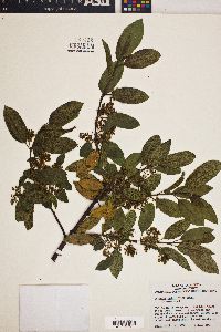 Frangula californica image