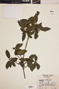 Frangula californica image