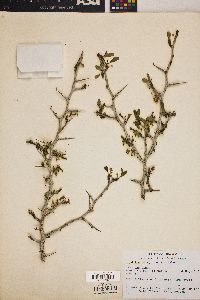 Ziziphus parryi image