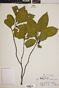 Rhamnus alnifolia image