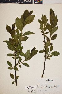 Rhamnus alnifolia image