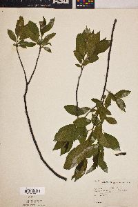 Rhamnus alnifolia image