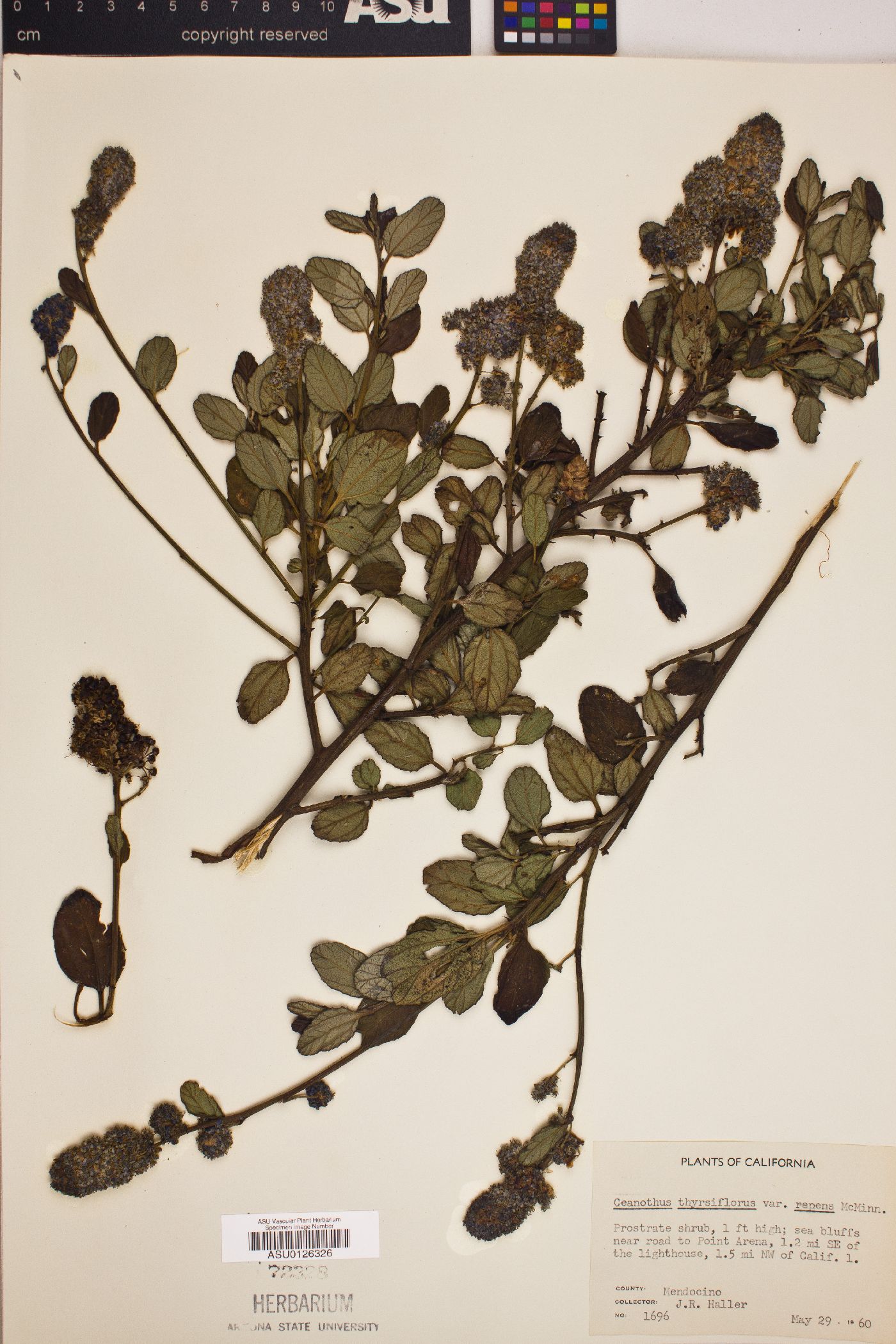 Ceanothus thyrsiflorus var. repens image