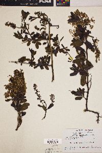 Ceanothus thyrsiflorus image