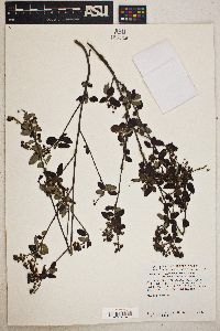 Ceanothus tomentosus image