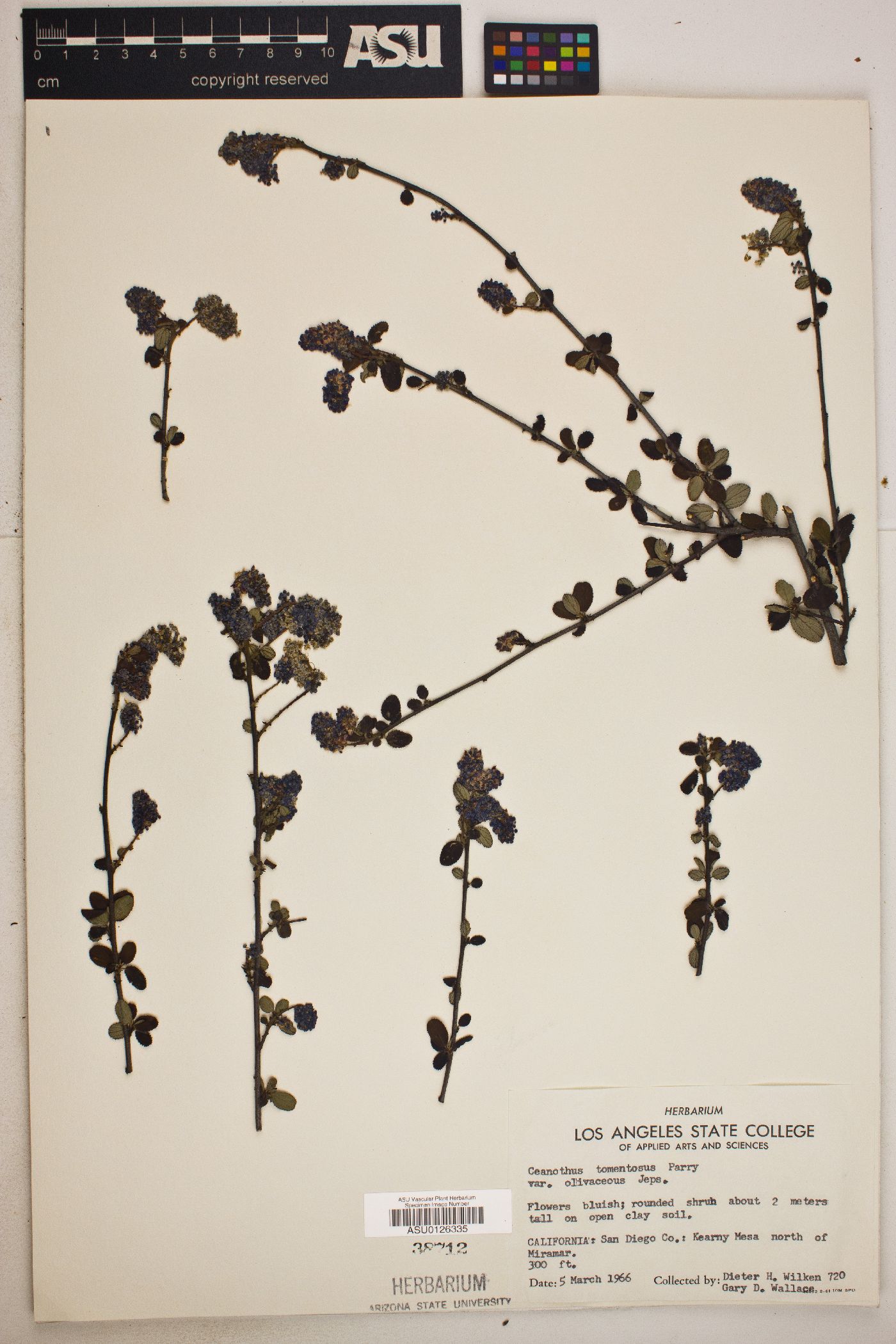 Ceanothus tomentosus image