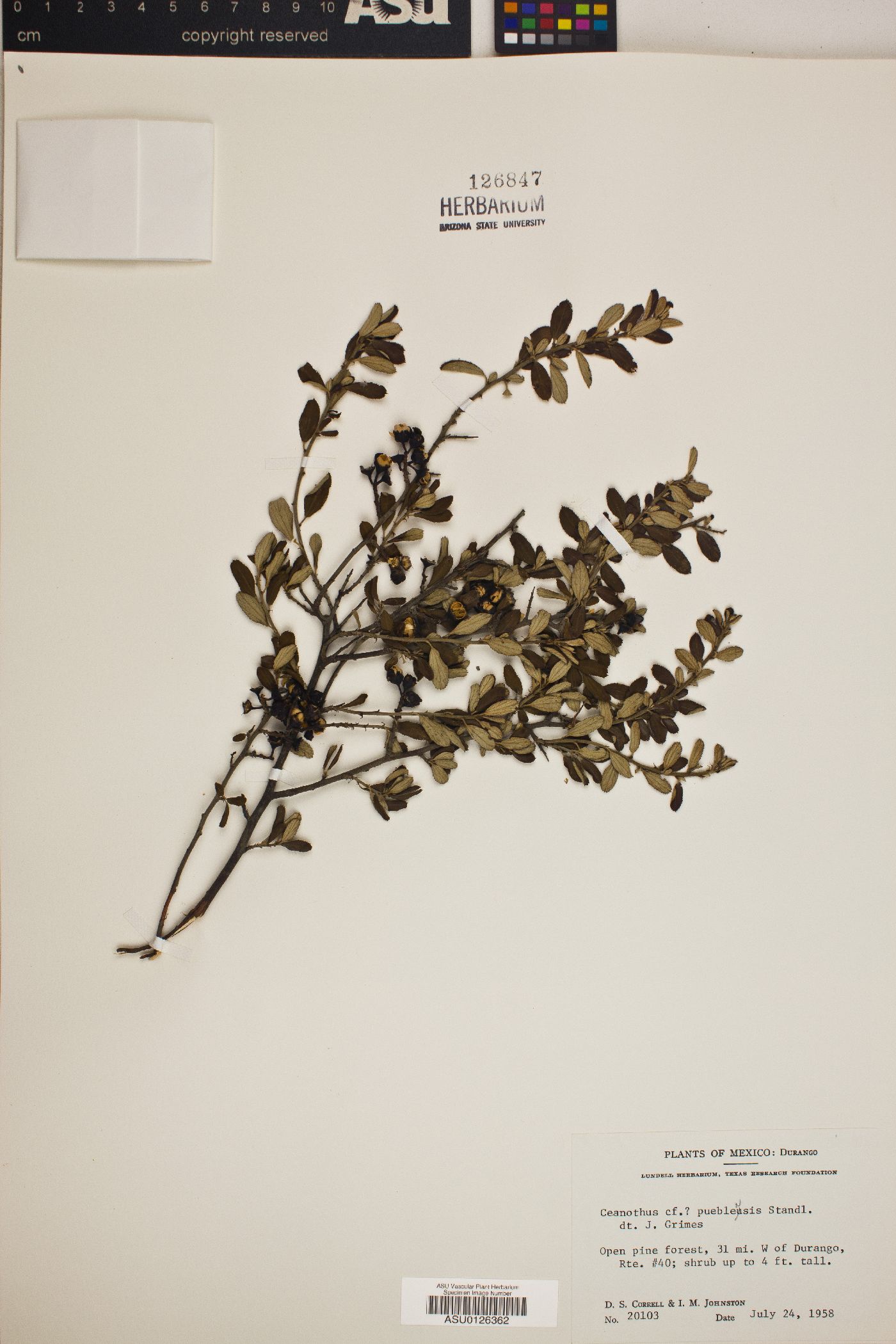 Ceanothus depressus image