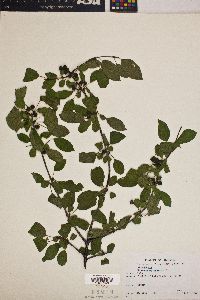 Rhamnus cathartica image