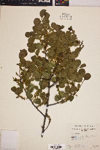 Rhamnus crocea image