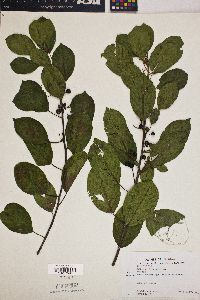 Frangula alnus image