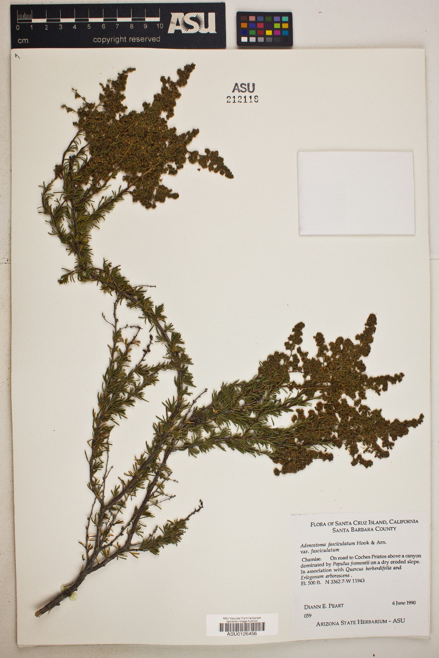 Adenostoma fasciculatum var. fasciculatum image