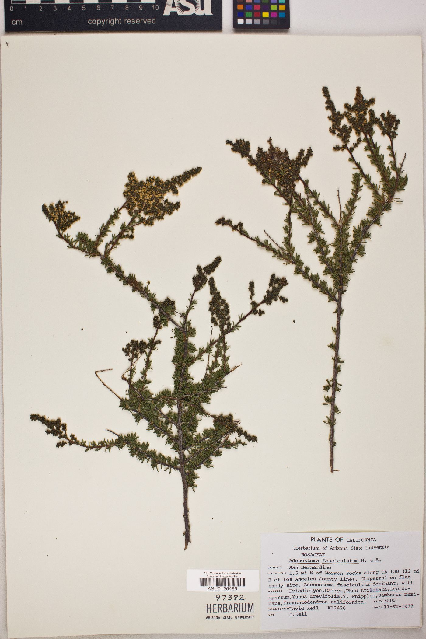 Adenostoma fasciculatum image