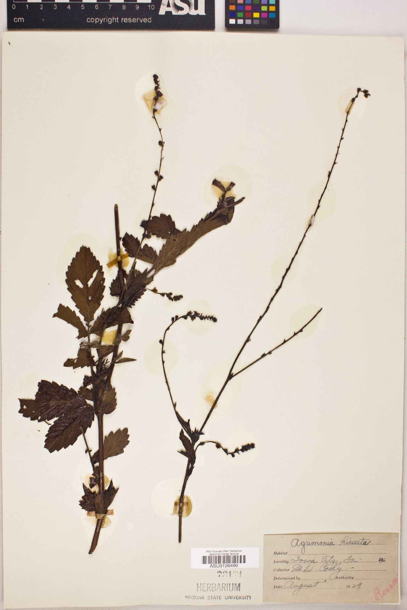 Agrimonia hirsuta image