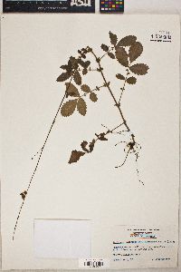 Agrimonia pubescens var. microcarpa image