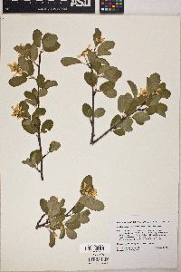 Amelanchier alnifolia image