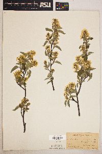 Amelanchier canadensis image