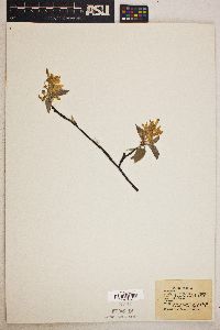 Amelanchier canadensis image