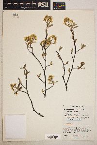 Amelanchier canadensis image