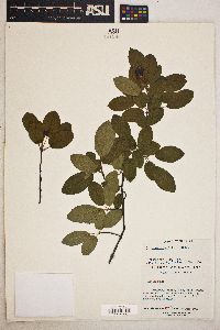 Amelanchier canadensis image