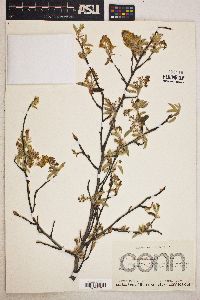 Amelanchier canadensis image