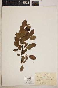 Amelanchier canadensis image