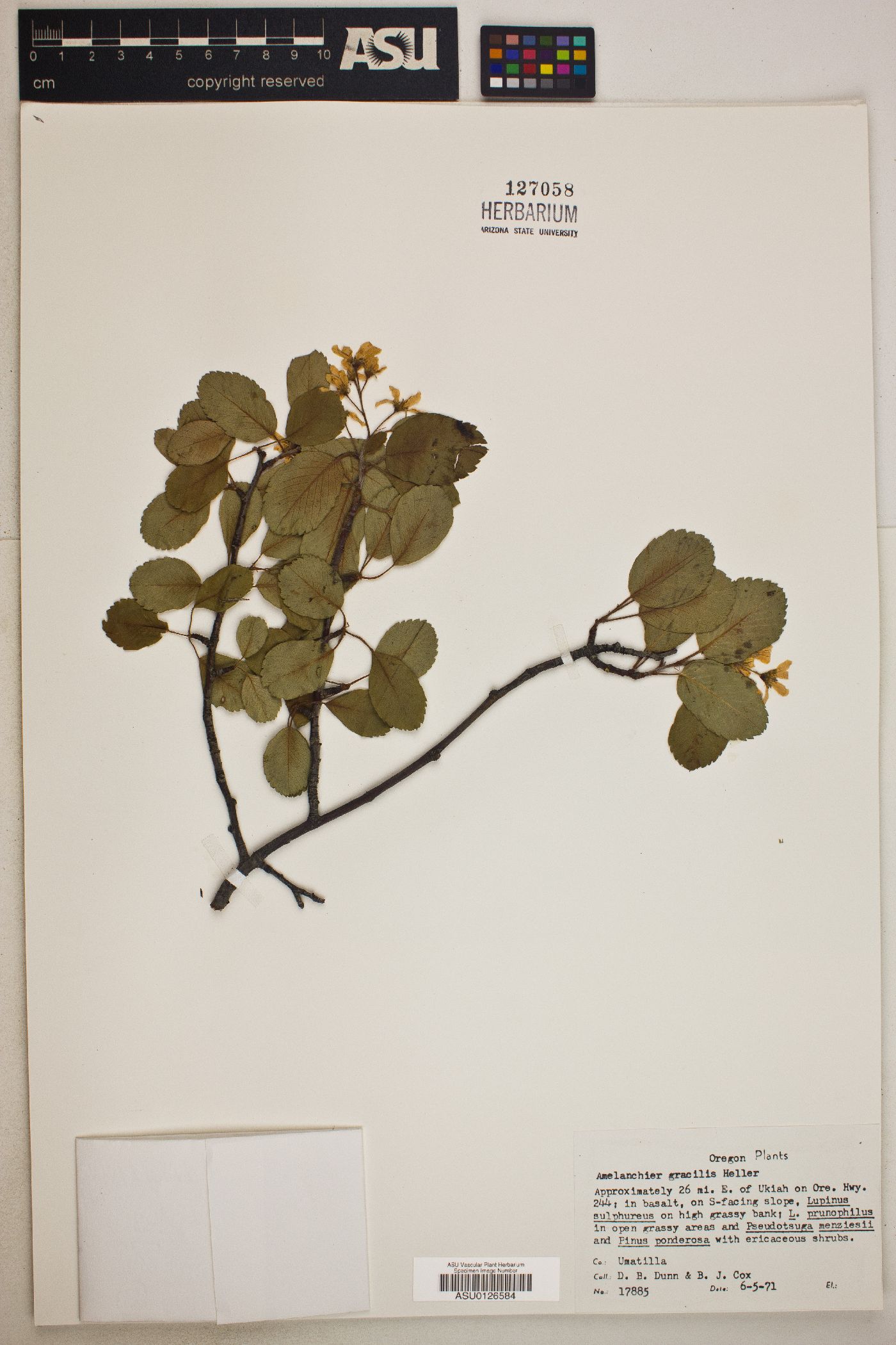 Amelanchier gracilis image