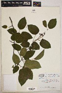 Amelanchier laevis image