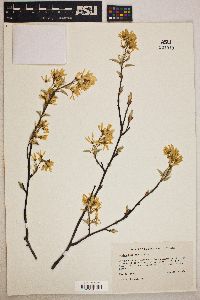 Amelanchier laevis image