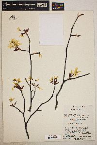 Amelanchier laevis image