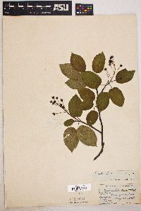 Amelanchier laevis image